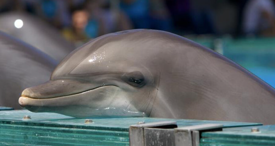 Mai più spettacoli crudeli: in Messico è approvata Ley Mincho a tutela dei cetacei