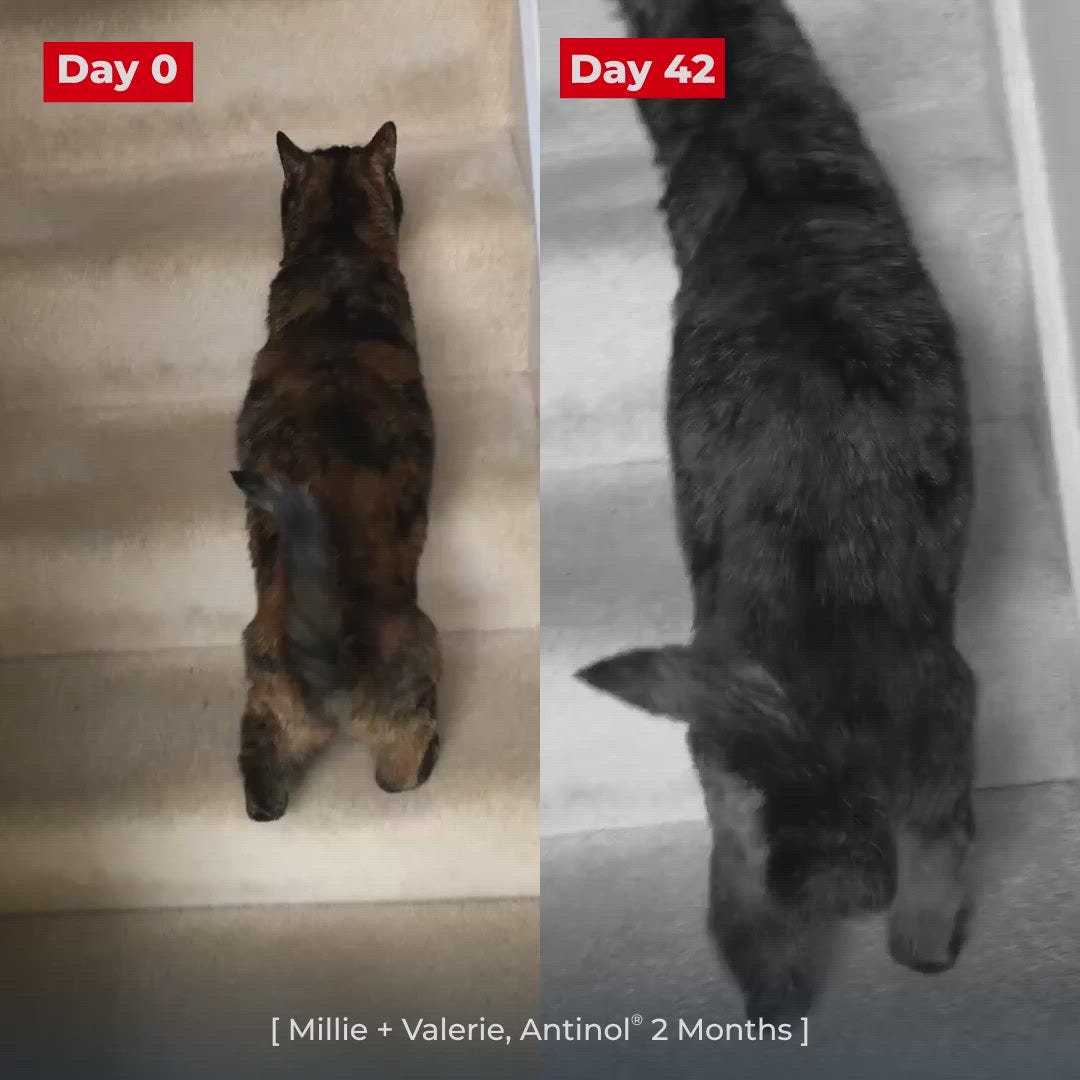 How Can we Find Out if Our Dog has Hip Problems? by Jackson Leo Medium