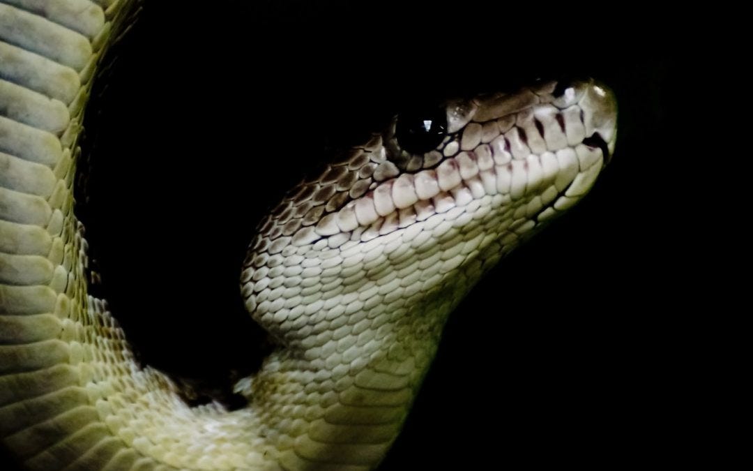 4 Signs You’ve Been Snaked By A Broker | by Gemma Gould | Medium