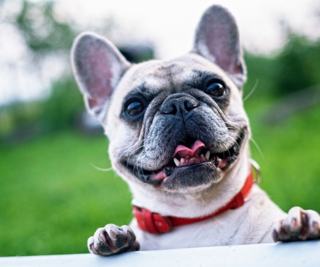 French bulldog are they clearance hypoallergenic