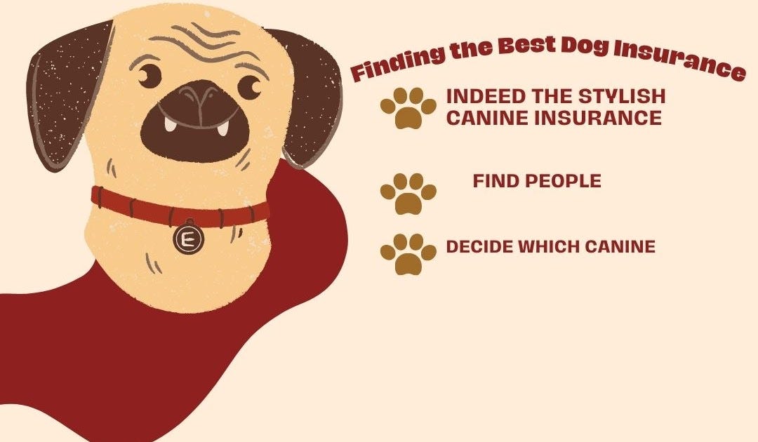 Finding pet insuranceDental network Pro.Mutto Medium