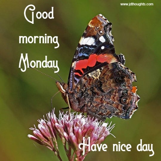 Good morning have a wonderful day deals