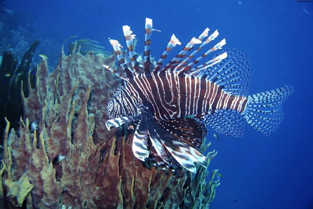 Analyse the Poisson distribution using Python | by Tracyrenee | Geek ...