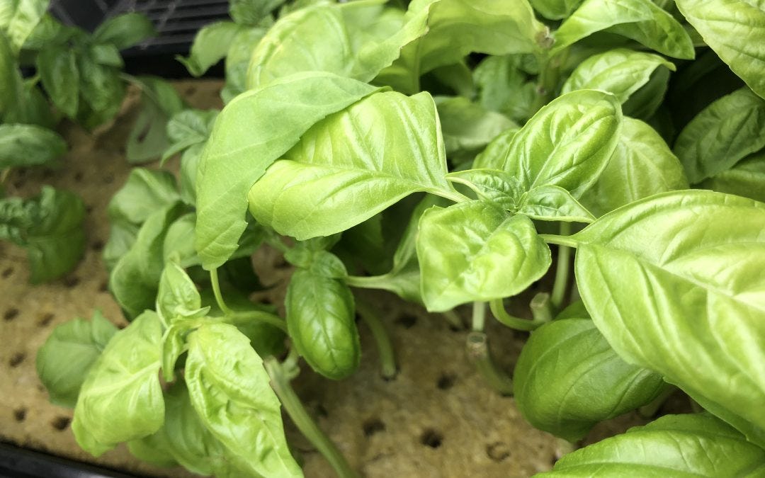 Choosing the Right Growing Medium for Hydroponic Basil