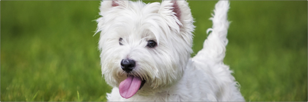 White Terrier Özellikleri ve Hakkında Bilinmesi Gerekenler | by  Yenigecebenx | Medium