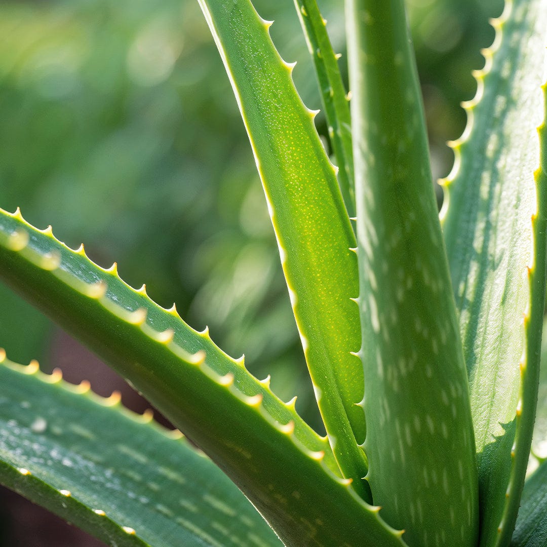 Aloe Vera Extract (Aloe Barbadensis Leaf Extract)