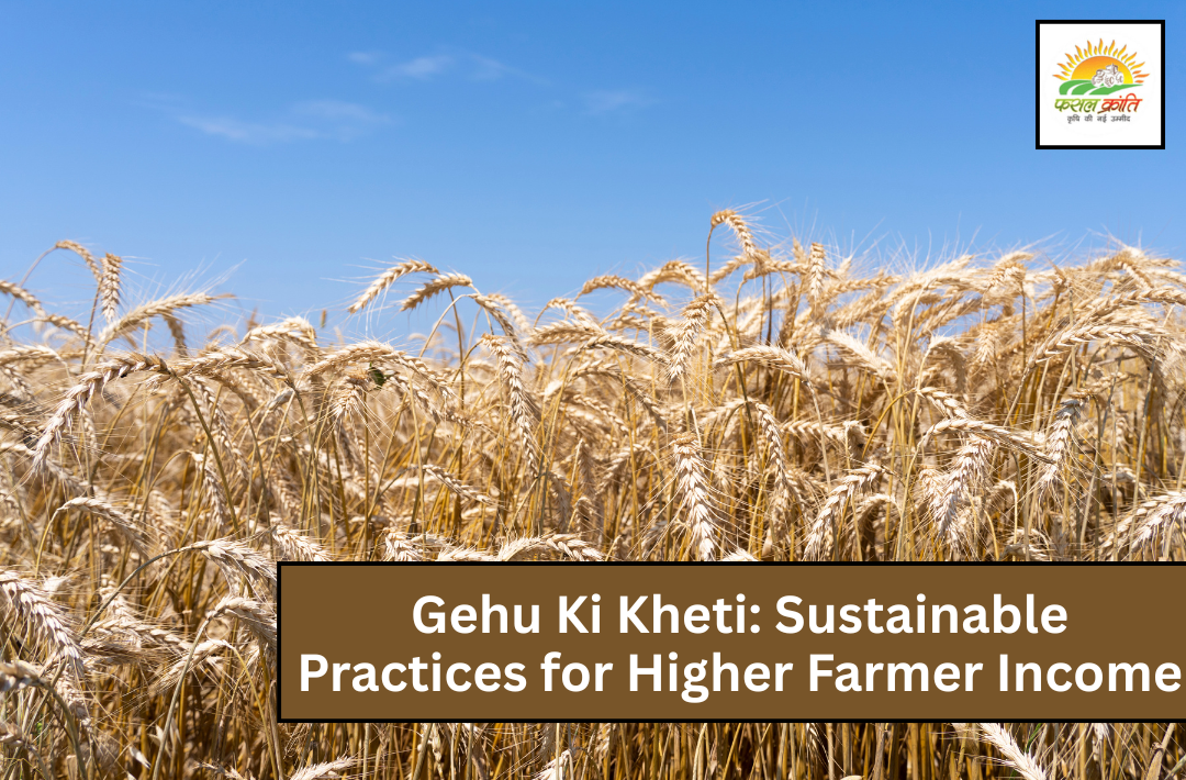 Gehu Ki Kheti: Sustainable Practices for Higher Farmer Income