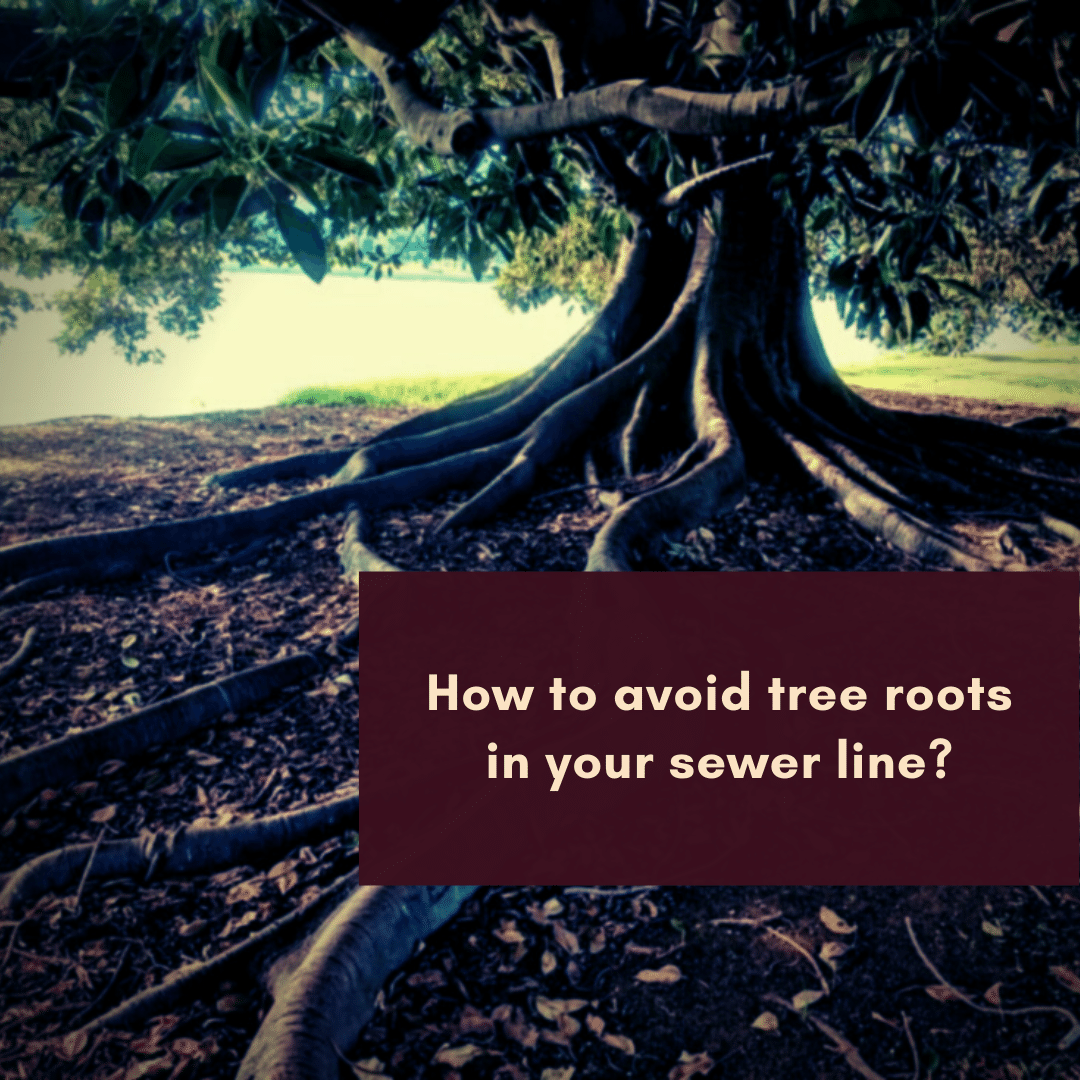 How to Keep Tree Roots From Wrecking Your Sewer Drain by Mark Philps