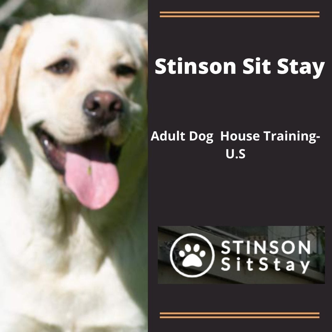 Why and When an Adult Dog Needs House Training!! Stinsonsitstay Medium