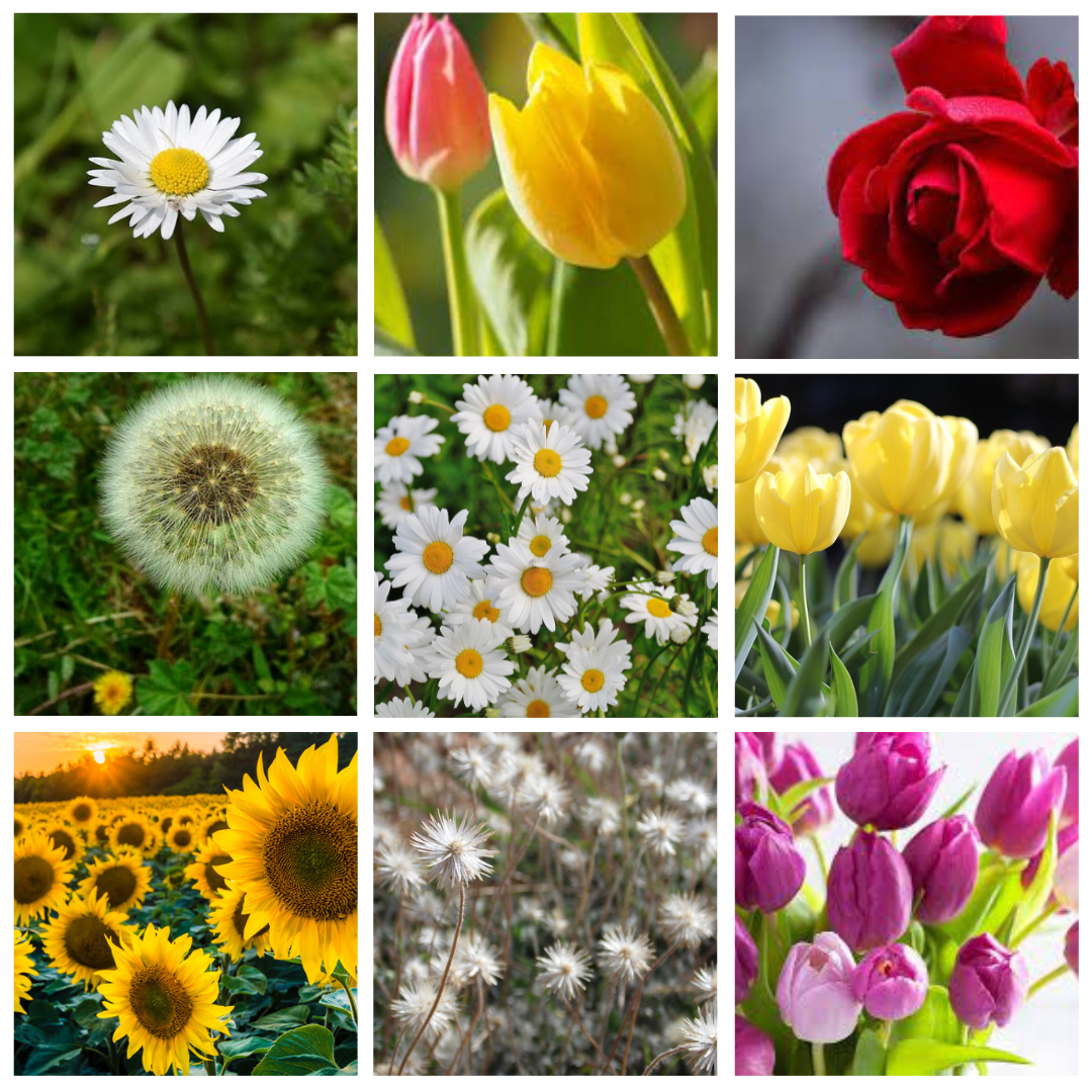 Deep Learning Project : Flowers Classification With CNN And Transfer ...