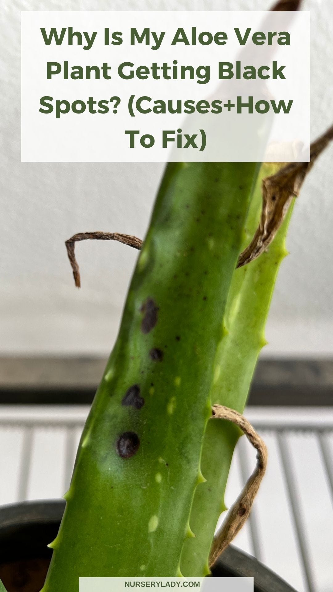 Why Is My Aloe Vera Plant Getting Black Spots? | by Nursery Lady | Medium