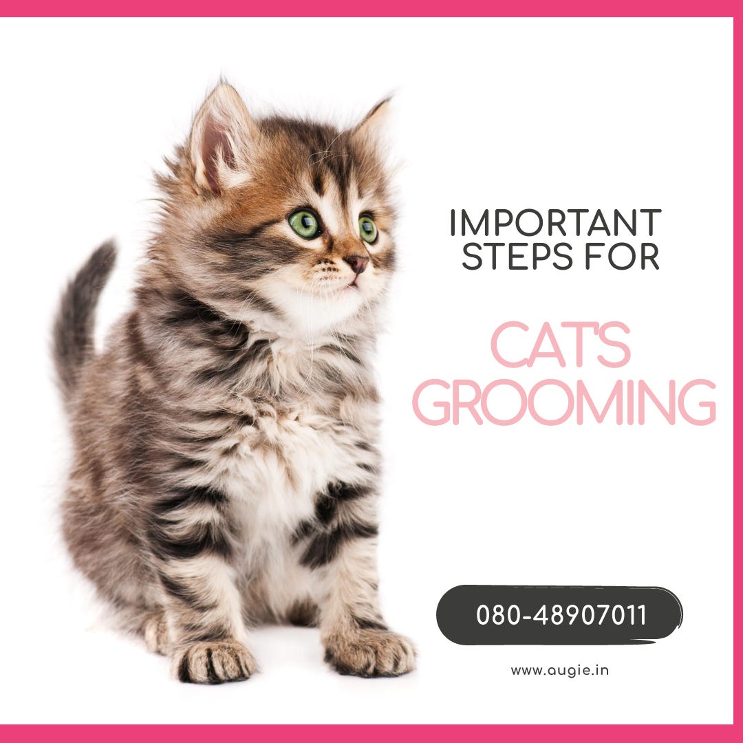 Important steps for cat’s grooming Augie Pets Medium