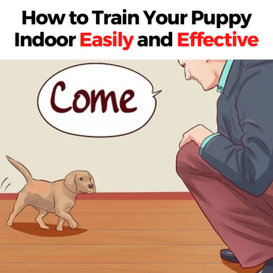 Train Like Your dog Like a Pro. Unleash Your Dog’s Best Behavior Now