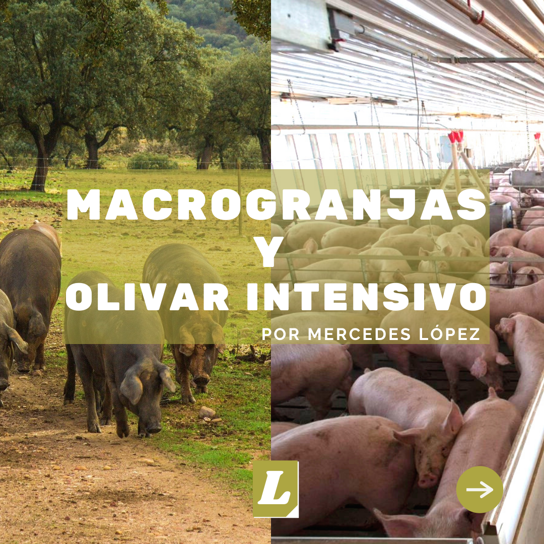 Las macrogranjas y el olivar intensivo