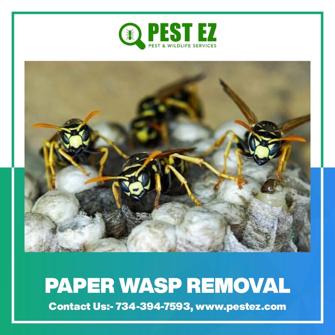 Why Should You Hire a Professional Exterminator for Paper Wasp Removal