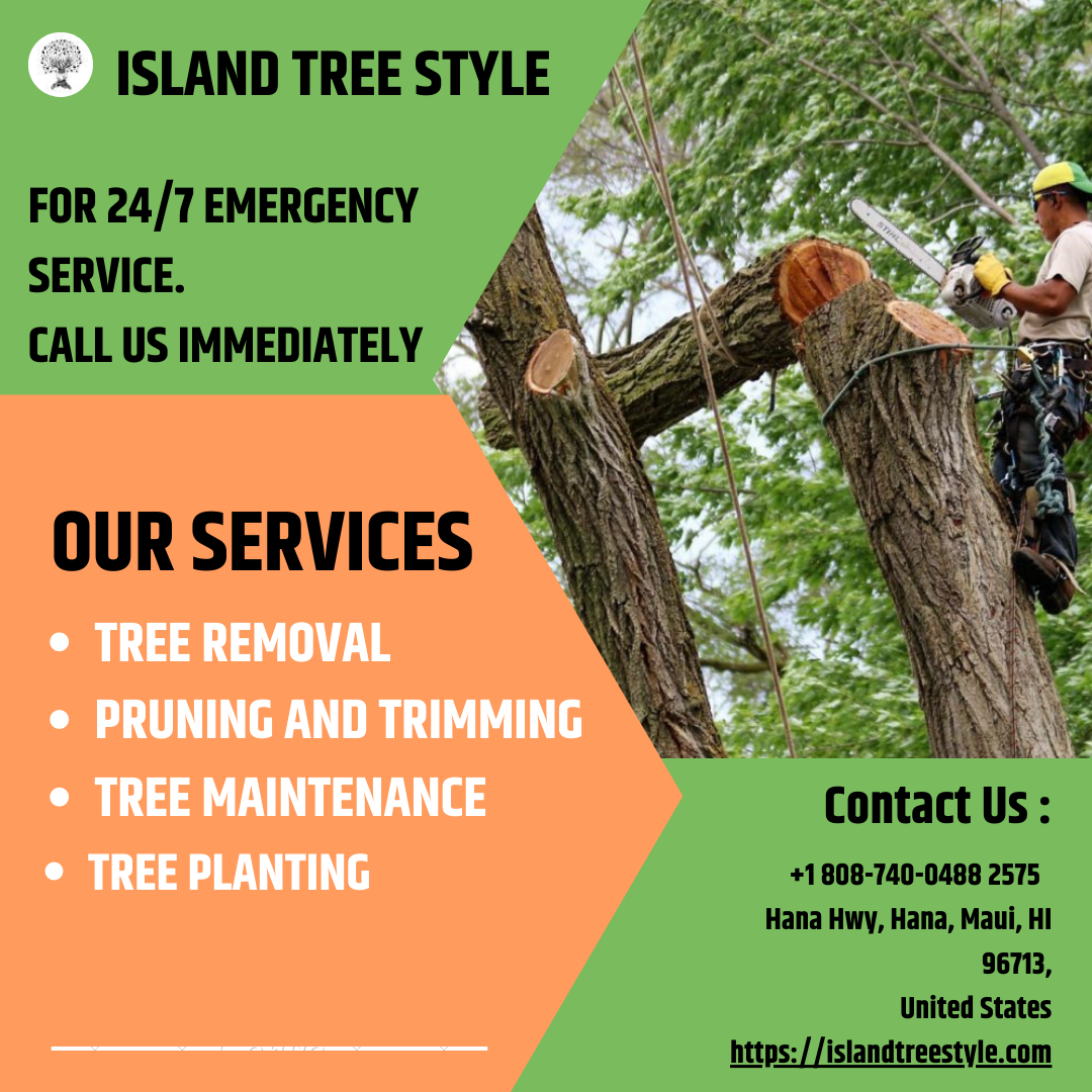 Best and Affordable Tree Services Trimming, Pruning, and Removal