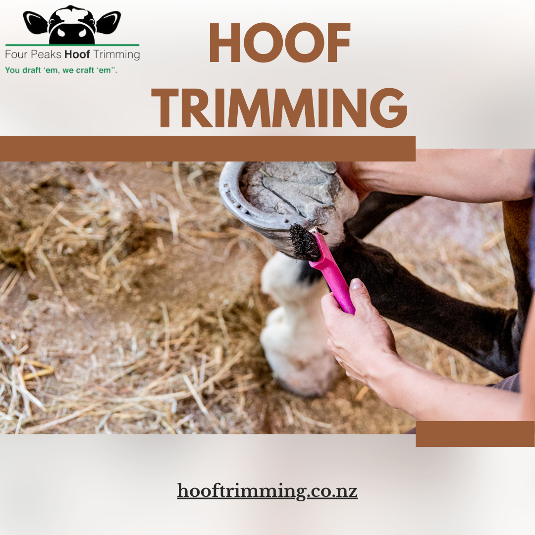 Hoof Trimming for Horses Best Practices and Tools by Four Peaks Hoof