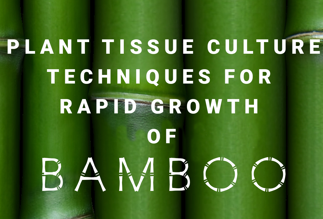 Plant Tissue Culture Techniques for Bamboo Oxyflora Biotech Medium