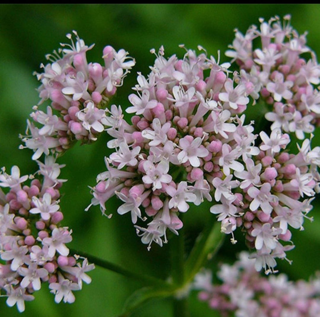 The Ancient Healer’s Root: A Complete Guide to Valerian