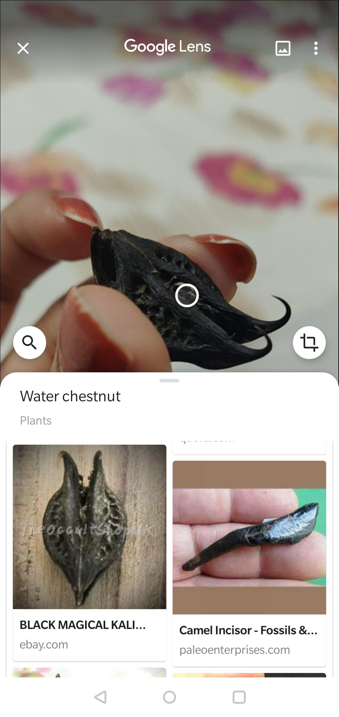 The bat head root. So I recently came upon this very… by jyotsna