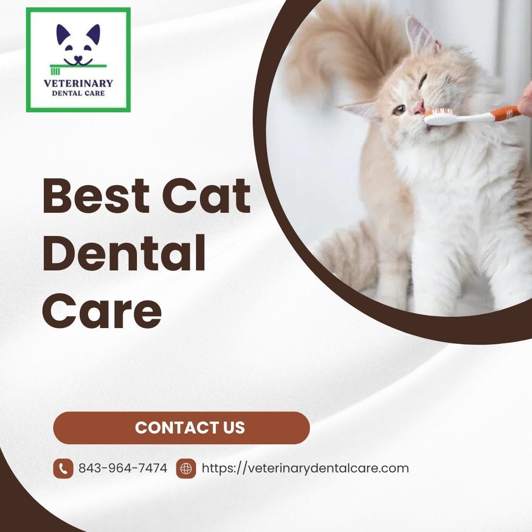 Best Cat Dental Care Veterinary Dental Care Veterinary Dental Care