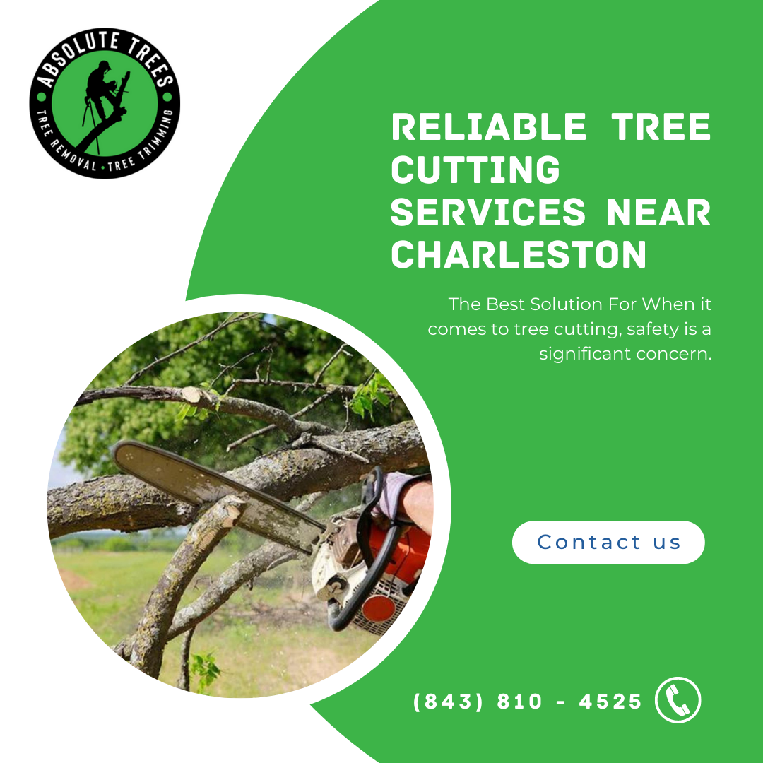 Reliable and Efficient Treecutting services near Charleston Absolute