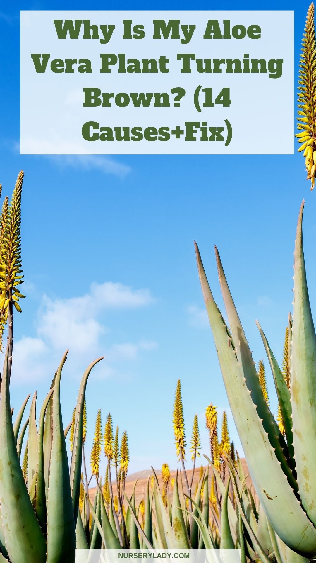 Why Is My Aloe Vera Plant Turning Brown? Nursery Lady Medium