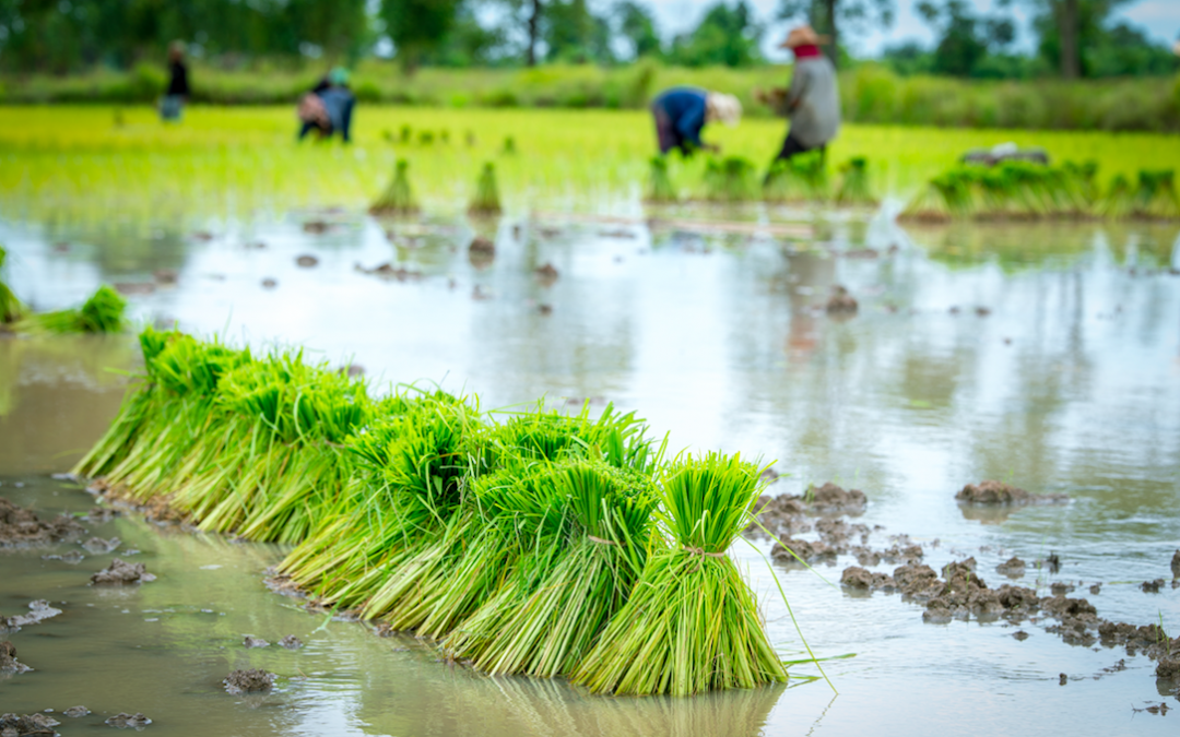 Effects of Food Production and Consumption on The Environment The Sustainable Food System by