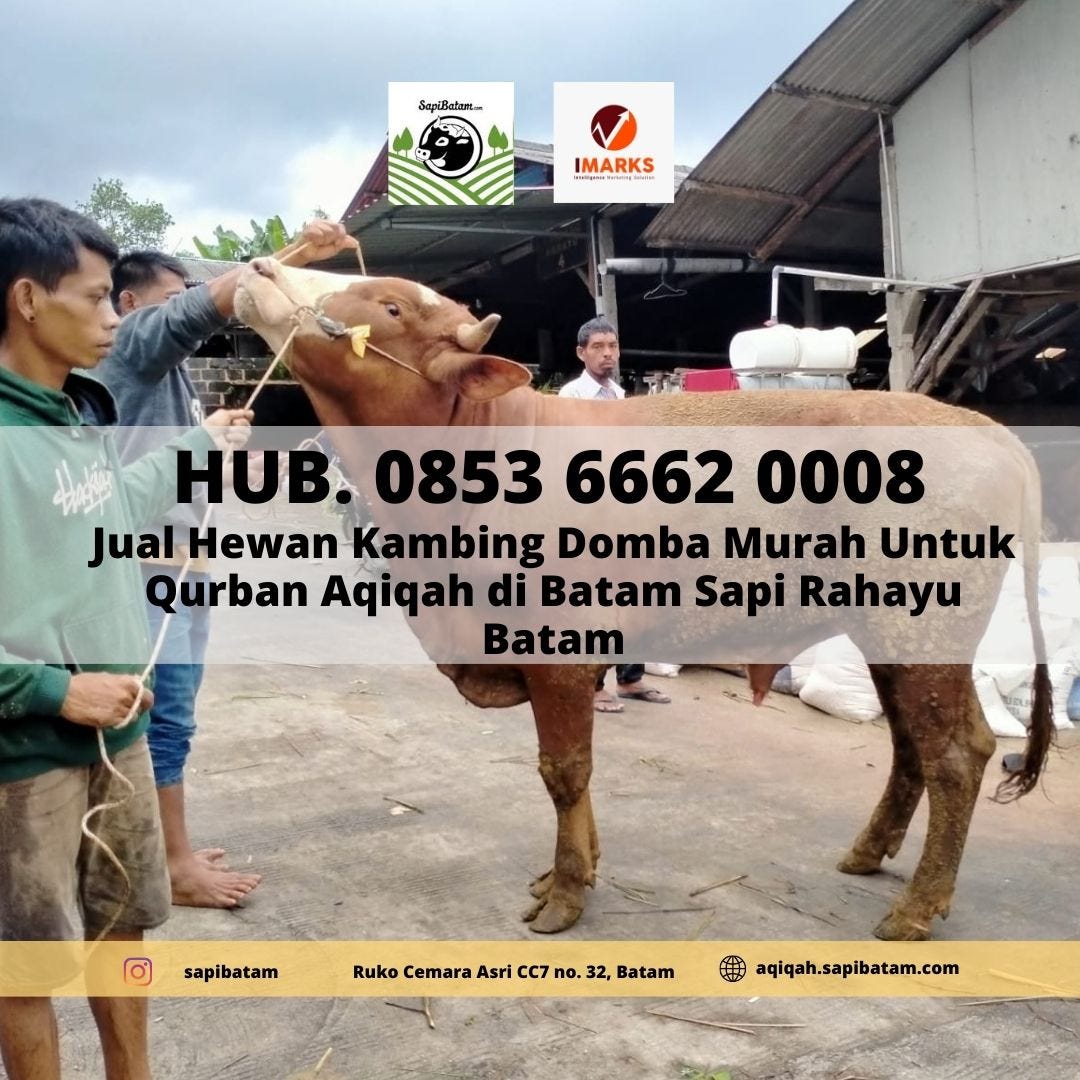 HEWAN QURBAN BATAM, Hub. 0853 6662 0008, Jual Hewan Qurban Sapi Kambing ...