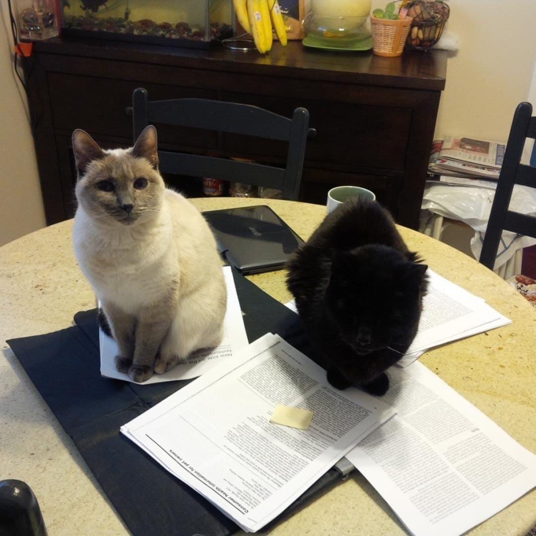 My Life with Cats. In case anyone was wondering by Lai, MA (Biomedical Anthropology