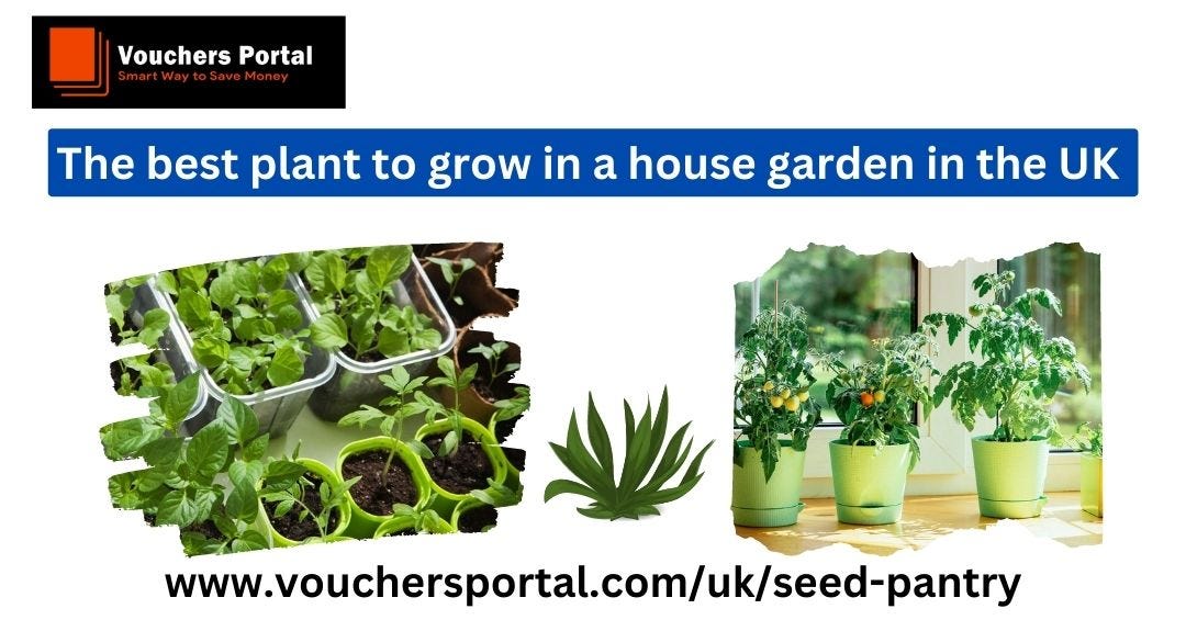 The best plant to grow in a house garden in the UK by Julie Wong Medium