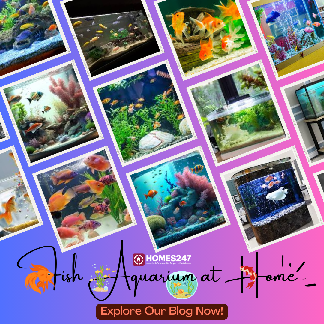 Setting up a Fish Aquarium at Home A StepbyStep Guide by Chennai