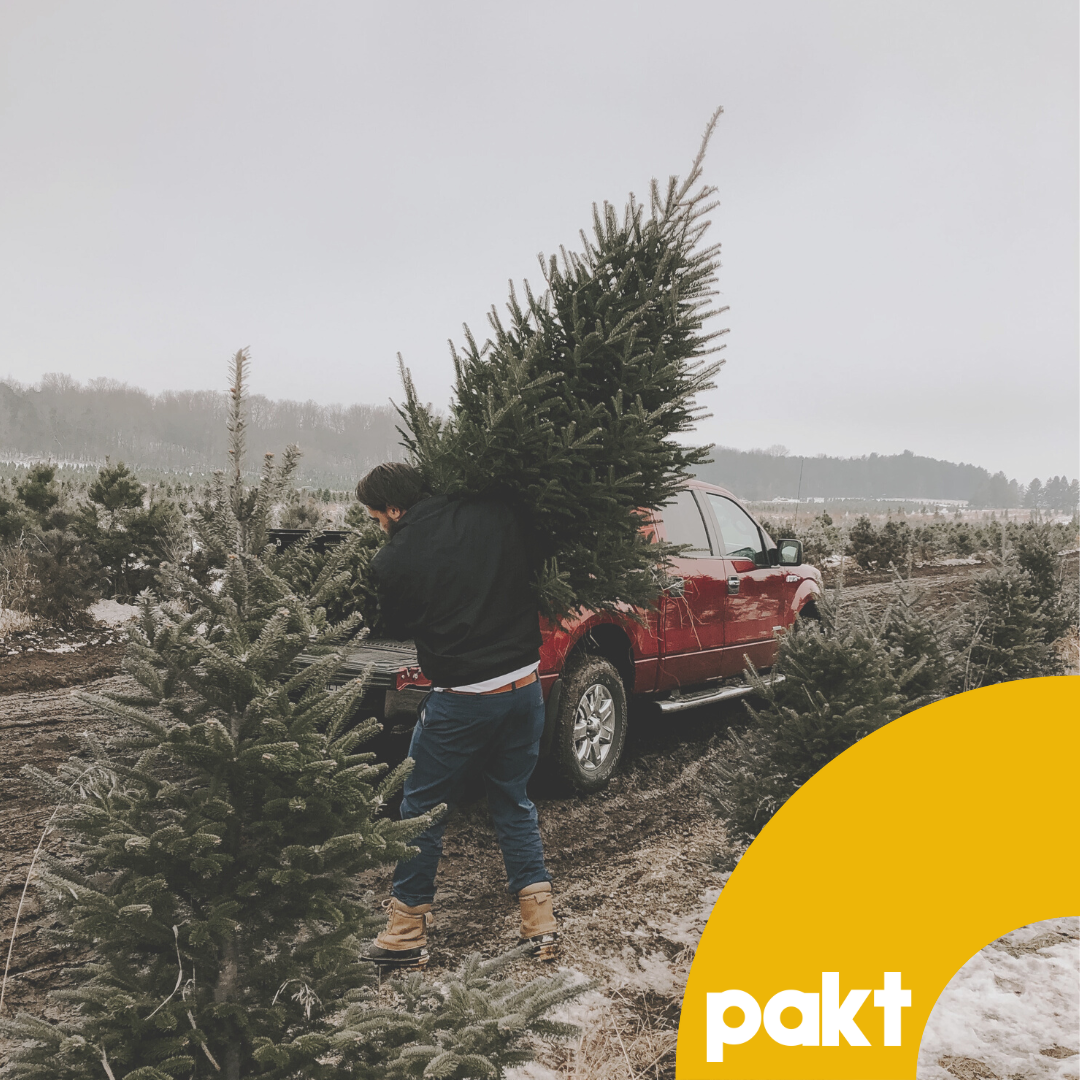 Christmas Tree Business How did the festive tradition begin, and where