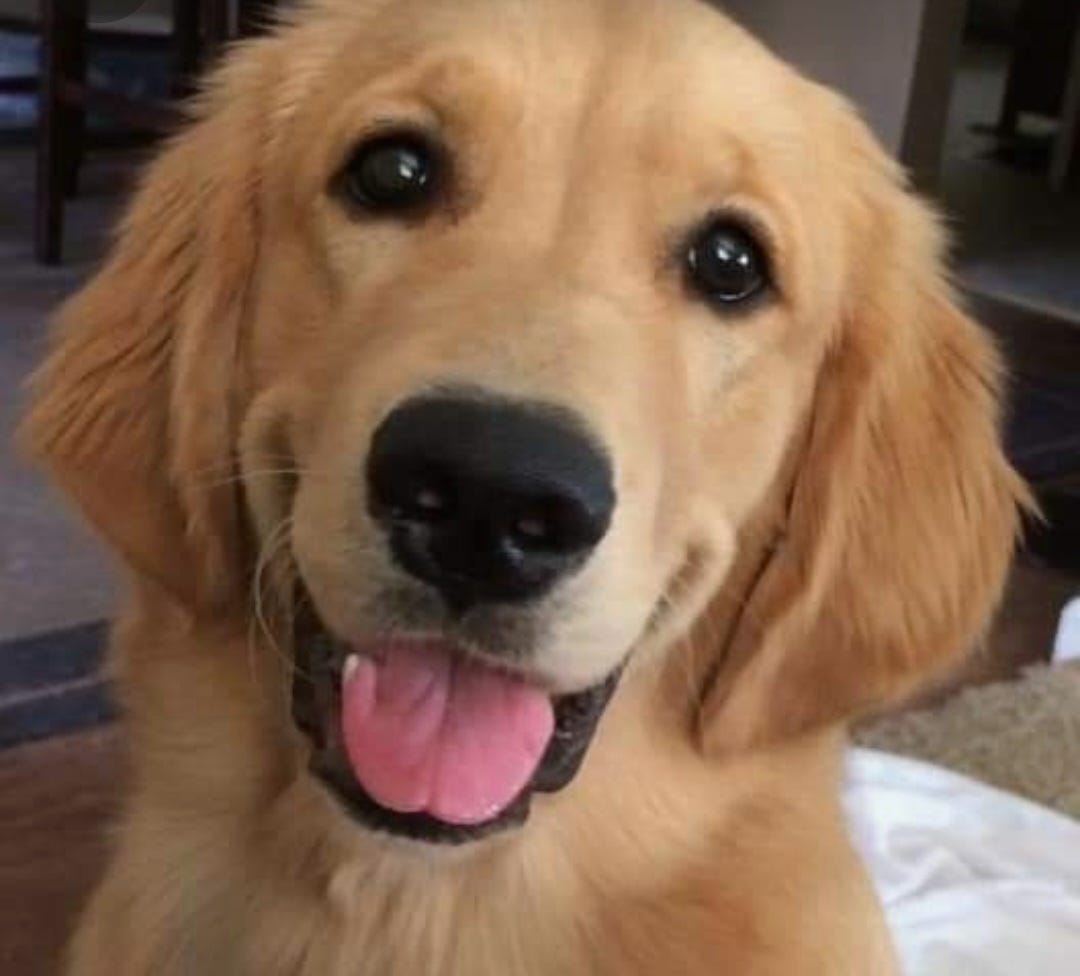 Why Should I Own A Dog?. The Enduring Relationship Between… by