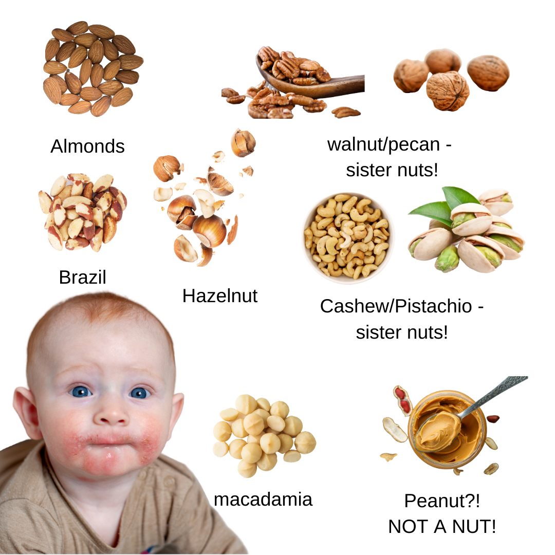 HOW AND WHY YOU SHOULD INTRODUCE NUTS TO YOUR BABY NOW! by Heidi
