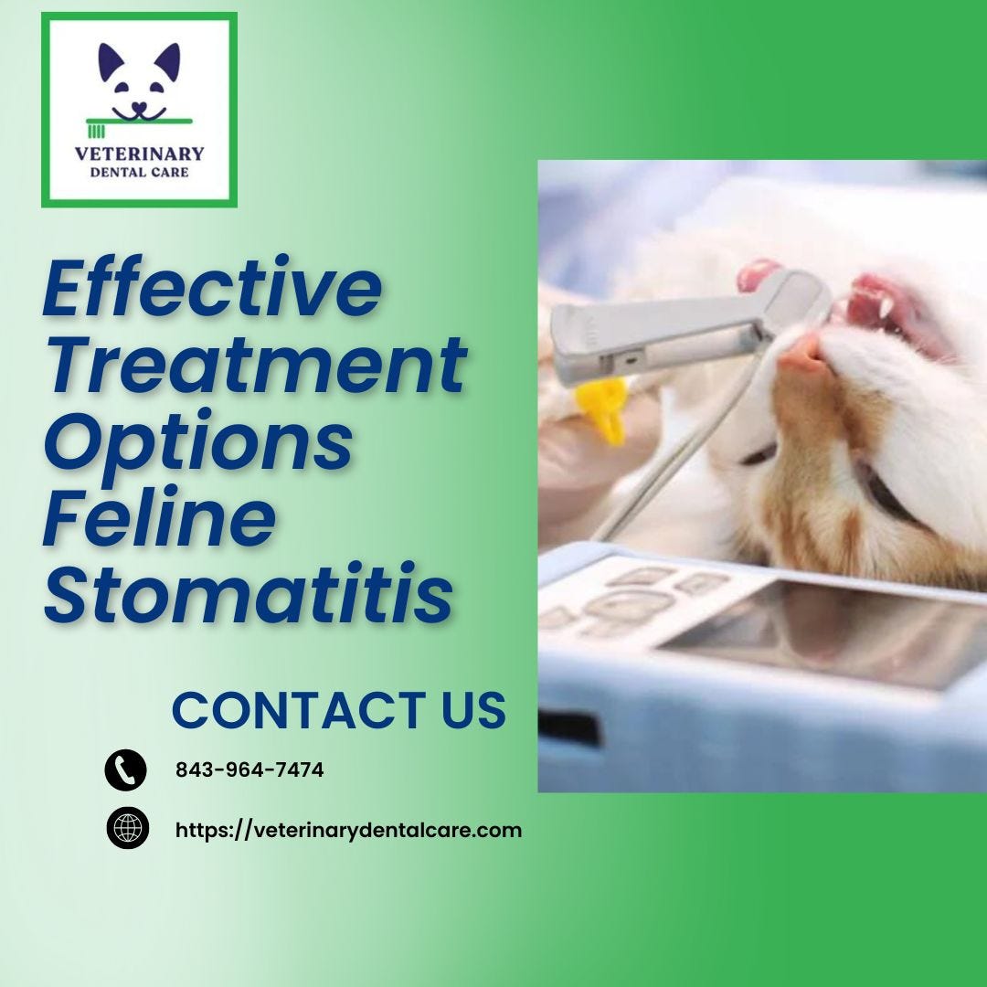 Effective Treatment Options Feline Stomatitis Veterinary Dental