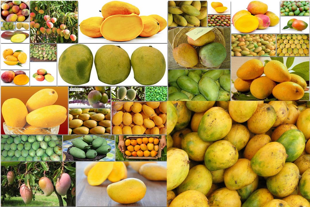 Mango - Discovered