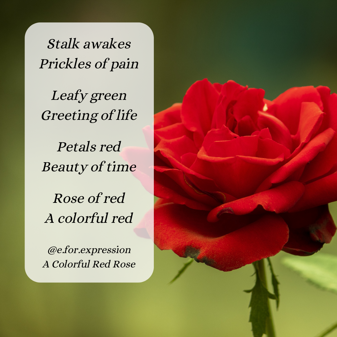 A Colorful Red Rose Story in Poetry Medium