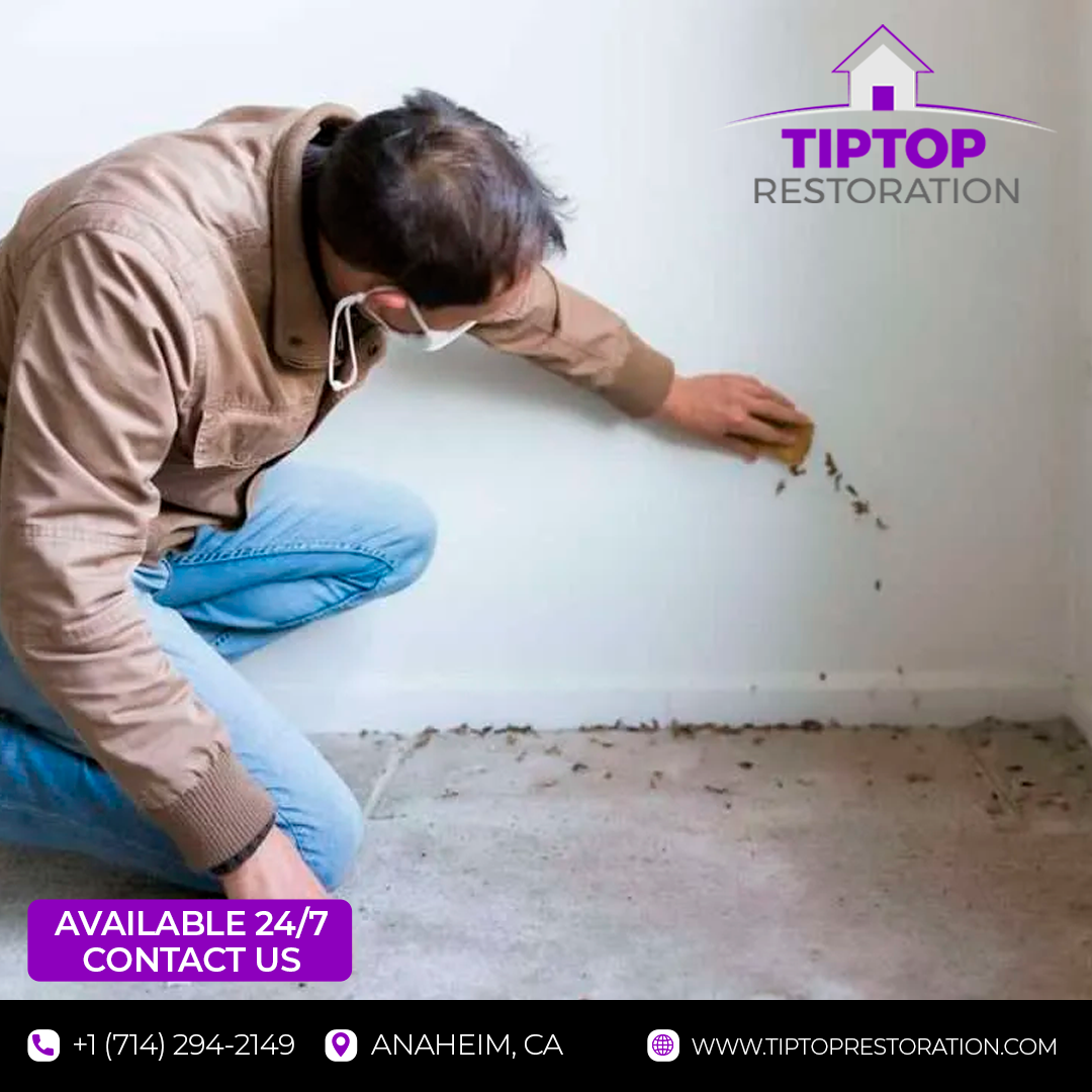 Mold Removal: Preventing Mold Growth in Basements by TipTop