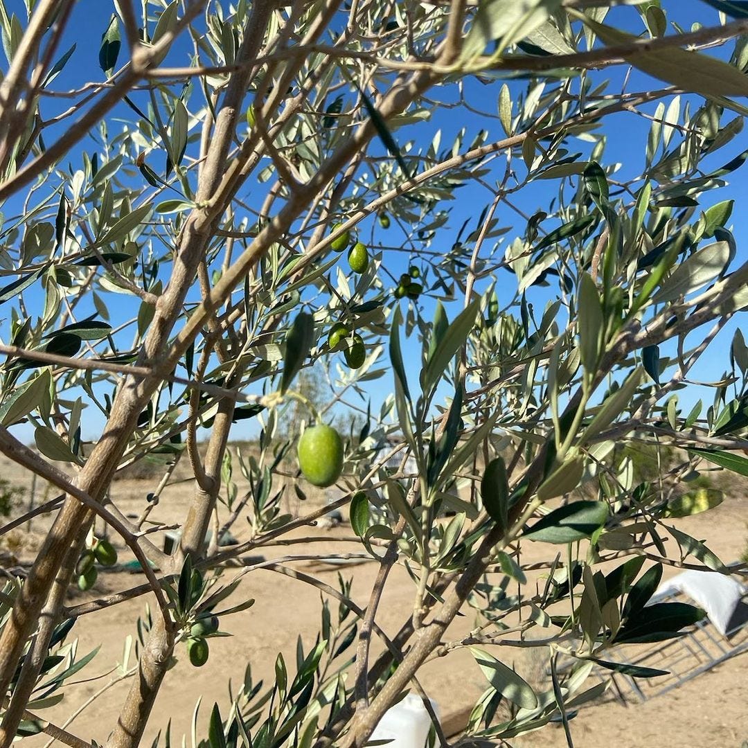 Olive the Olive Fruit Trees. Last week, we noticed actual olives… by