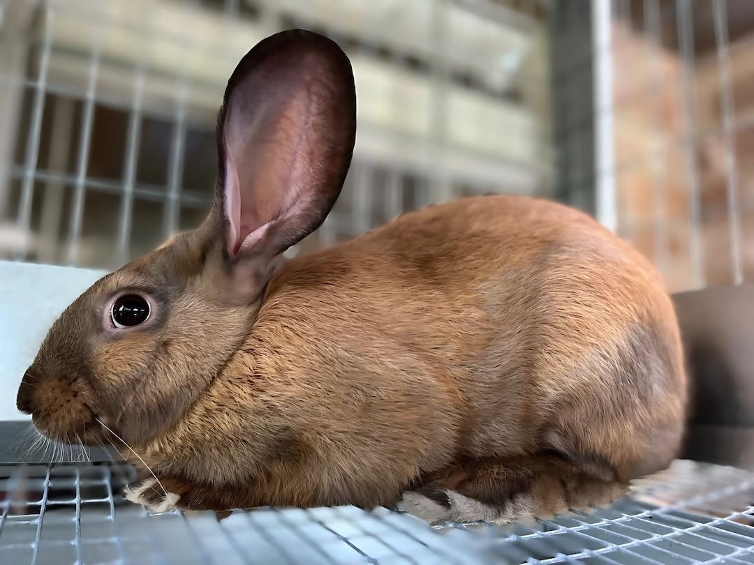 Tamuk Rabbits ! Discover the Adorable World by adbacklist Medium image