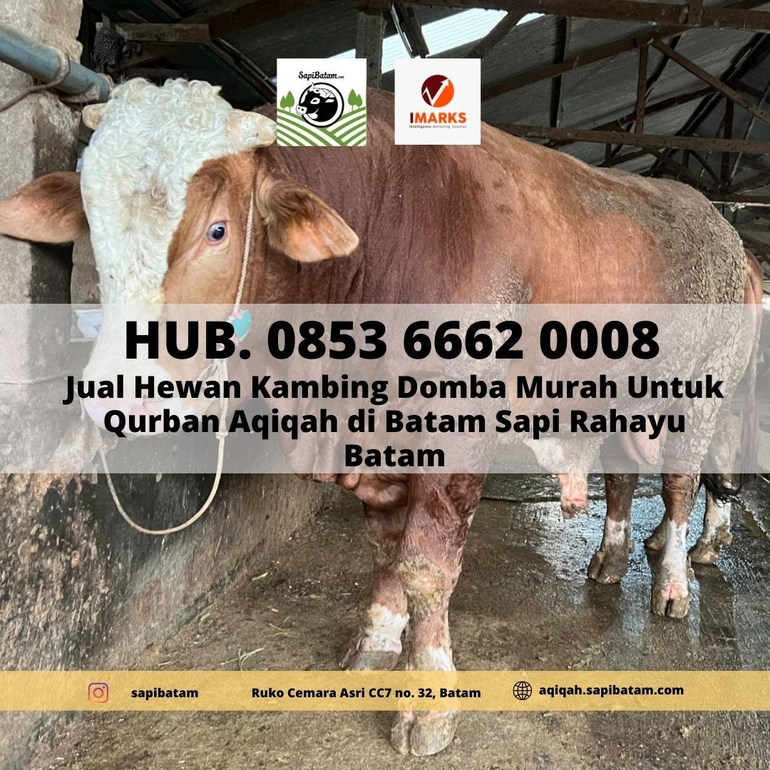 HARGA HEWAN QURBAN BATAM, Hub. 0853 6662 0008, Harga Hewan Qurban Untuk ...