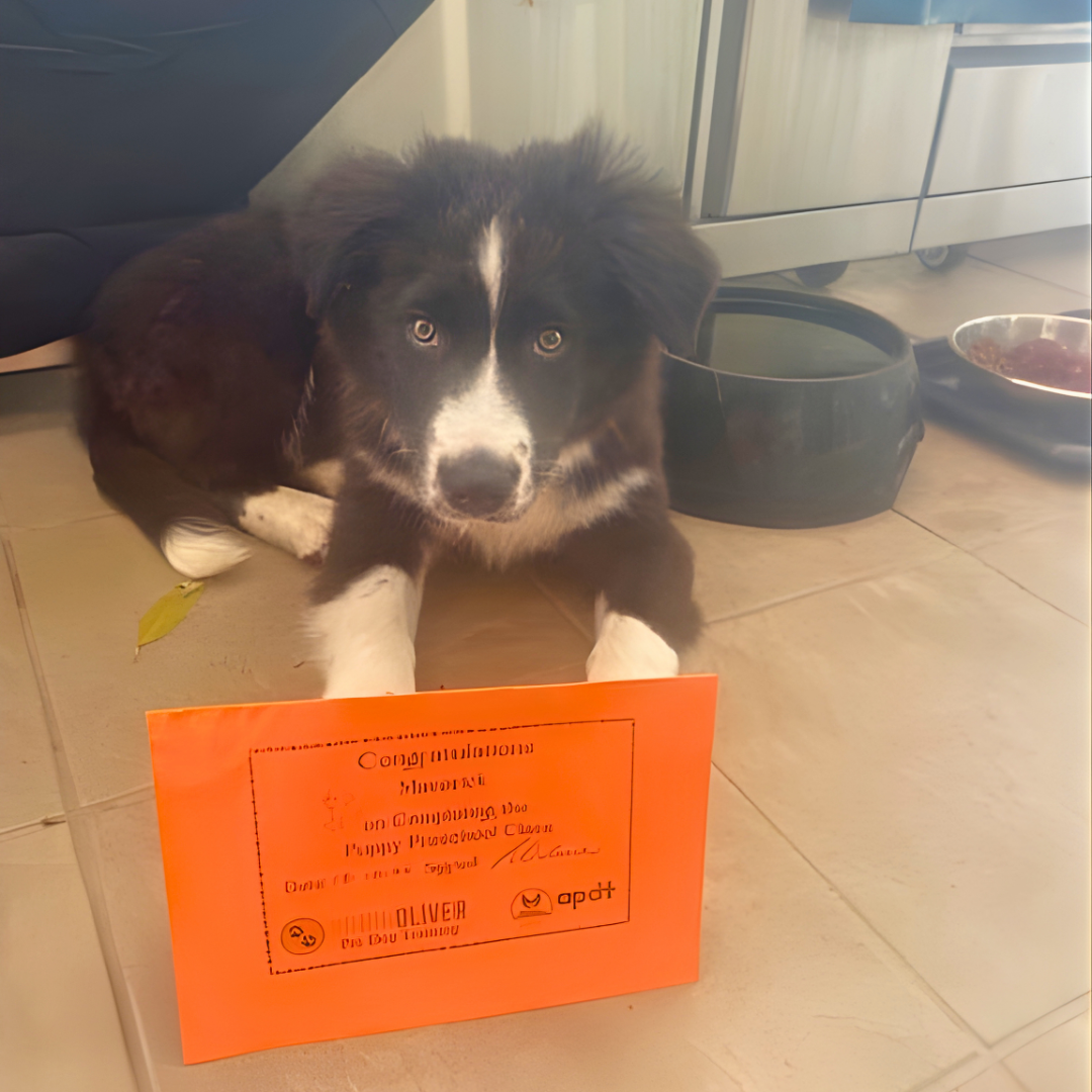 Border Collie Pup Maverick — Puppy Preschool by Robin Oliver