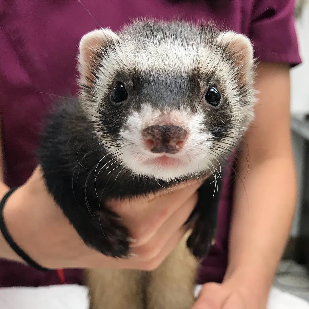 Most Noticeable Ferret Biting. You might desire to have ferrets to