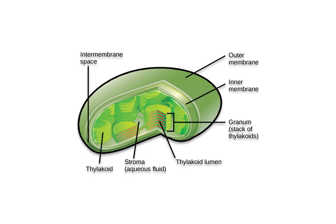 THE CELL BIOLOGY PLASTIDS Digital Marketer Medium