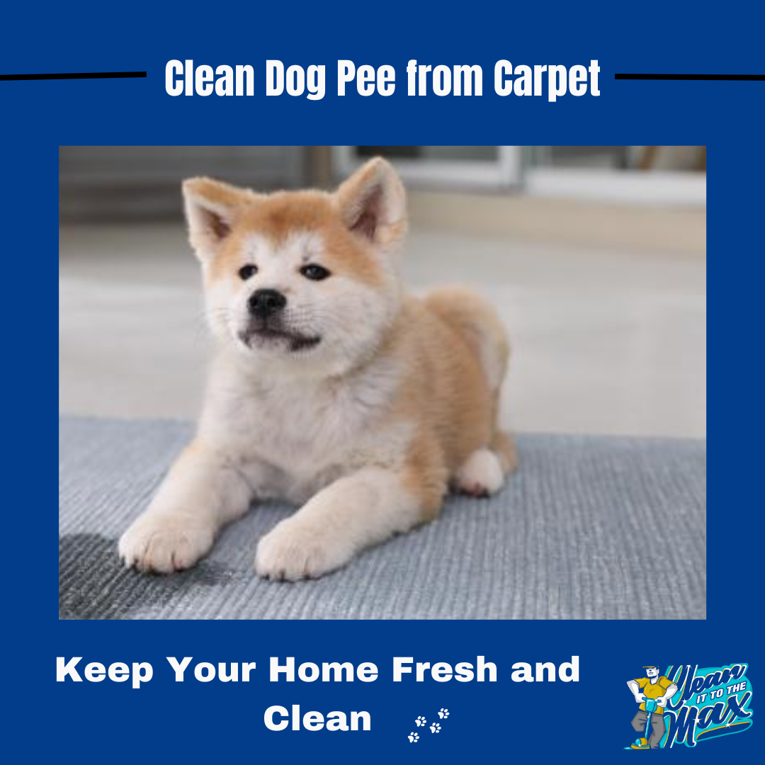 How to Clean Dog Pee from Carpet. As a pet owner, dealing with