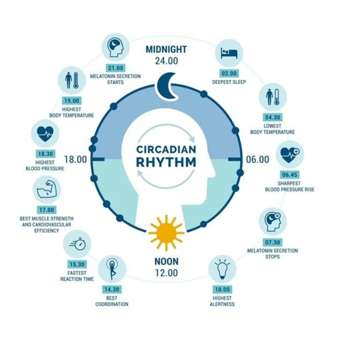 The Body’s Internal Clock. Introduction by Sas Feb, 2024 Medium