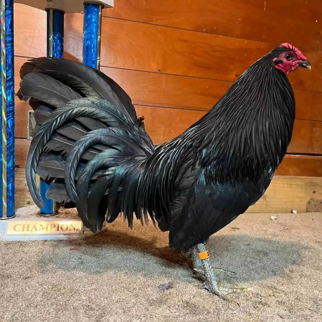 Black McRae Gamefowl — Gamefowl For Sale dolly shail Medium