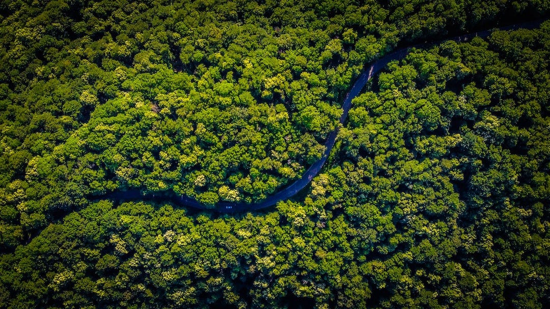 RIDDLES OF AMAZON RAINFOREST: WHAT LIES THERE? | by TimeTrails | Medium