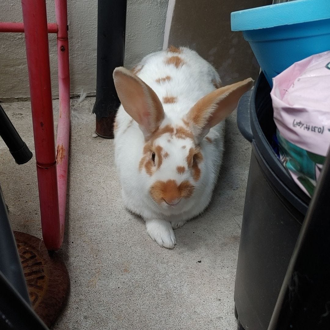 What Should I Do With This Homeless Unwanted Rabbit? | by Karina Pawlak ...